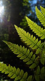 Close-up of green leaves