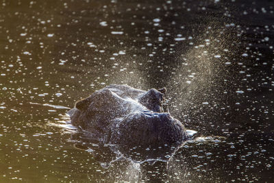 View of jellyfish swimming in lake