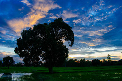 Silhouette trees on field against sky at sunset