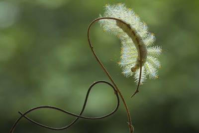 Fire caterpillar on unique branch
