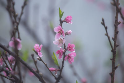 Close-up of pink cherry blossoms in spring