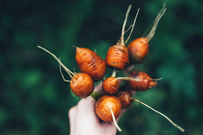 Close-up of hand holding plant