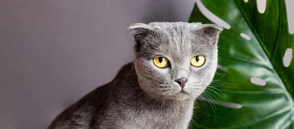 Cute gray cat of british breed on the background of a monstera palm leaf looks at the camera. 