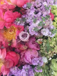 Close-up of fresh pink flowers