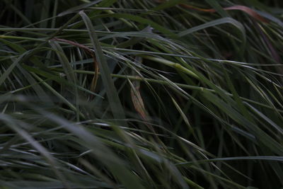 Full frame shot of crops growing on field