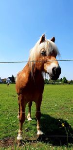 Horse standing in ranch