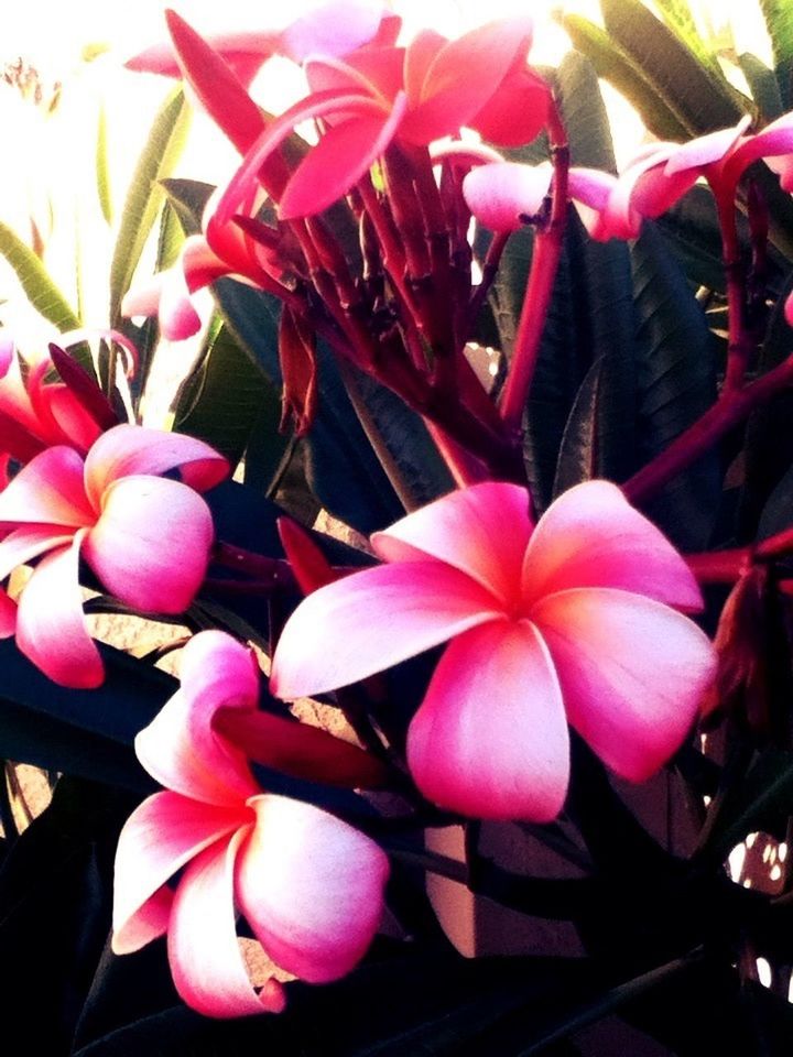 flower, petal, freshness, fragility, growth, flower head, pink color, beauty in nature, close-up, nature, plant, blooming, pink, leaf, indoors, no people, in bloom, day, high angle view, blossom