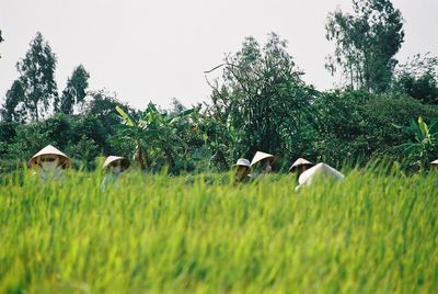 Sheep on field against clear sky
