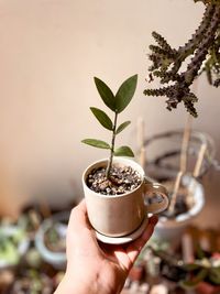 Cropped hand holding potted plant on table