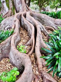 Close-up of tree trunk