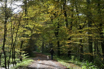 Rear view of man walking in forest during autumn
