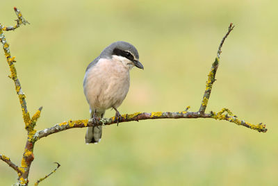 Close-up of bird perching on branch