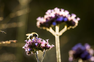 Close-up of bee pollinating on flower