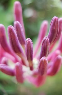 Close-up of pink flower