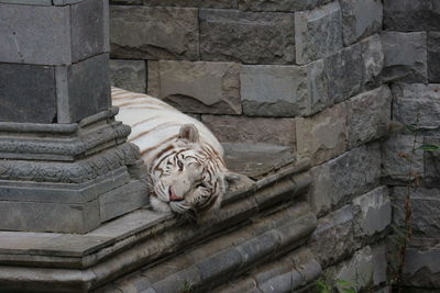 Cat sitting on stone wall