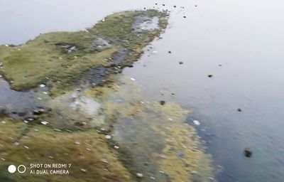 High angle view of wet plants in lake
