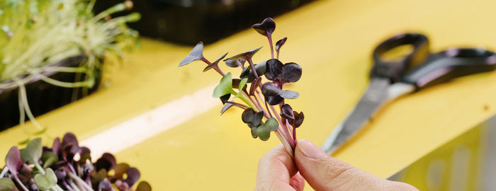 Microgreens growing background with raw sprouts in female hands indoor vertical farm banner