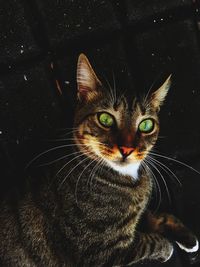 Close-up portrait of tabby cat