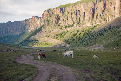 Summer road in the mountains with walking cows in the caucasus