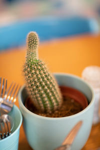 Close-up of potted cactus on table