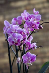 Close-up of purple flowering plant