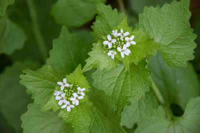 Close-up of flowering plant leaves