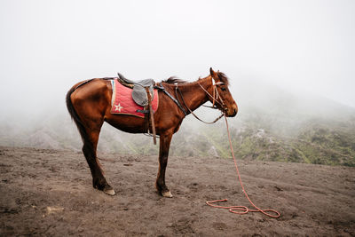 Horse in a row