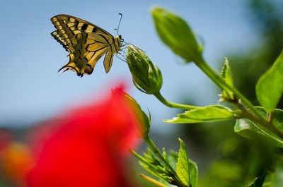Close-up of butterfly on plant