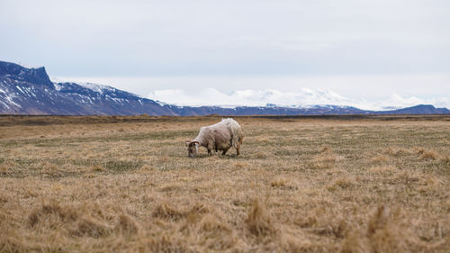 Horse in a field