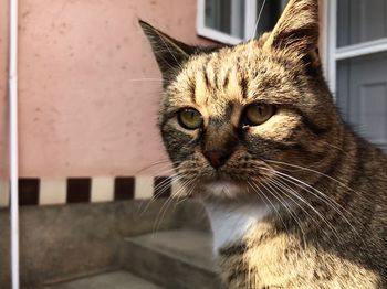 Close-up of a cat