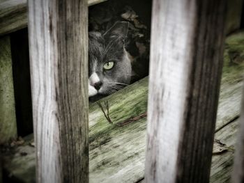 Portrait of cat peeking through tree trunk