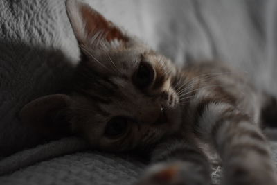 Close-up of cat resting on bed