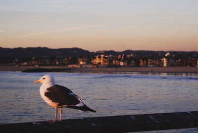 Seagull perching on a sea