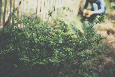 Close-up of plants growing on field