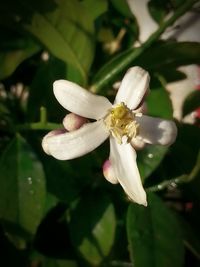 Close-up of white flower