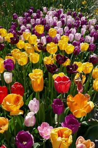 Close-up of fresh flowers blooming in field