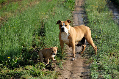 Two staffy dogs in nature
