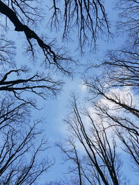 Low angle view of bare trees against sky