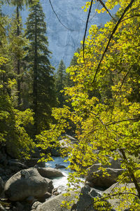 Pine trees in forest during autumn