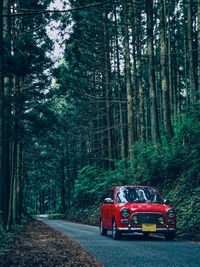 Red road amidst trees in forest