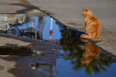 Reflection of cat sitting on puddle