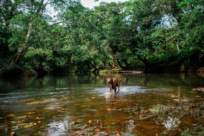 View of a lake in a forest