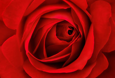 Close-up of red rose