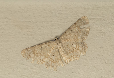 Close-up of insect on wall