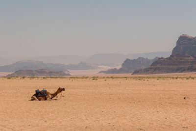 View of horse riding on desert