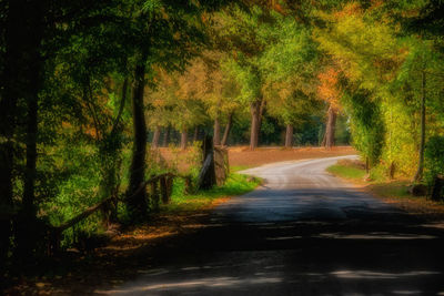 Road amidst trees in forest