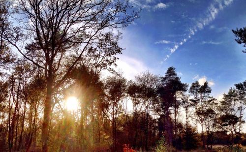 Sun shining through trees