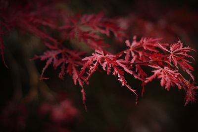 Close-up of red maple leaves on tree