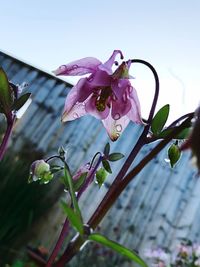 Close-up of pink flowering plant against sky