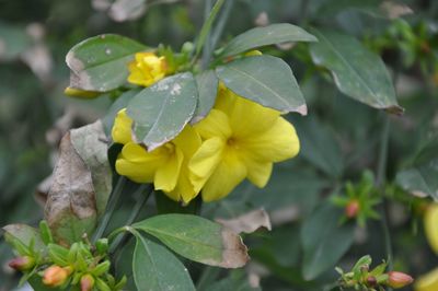 Close-up of yellow flowering plant leaves